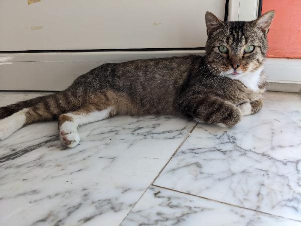 Calzino, Gatto 3 Anni Occhi Verdi – Dolce E Socievole